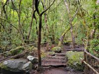 El Cedro/Garajonay-Nationalpark/La Gomera/Kanaren