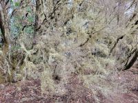 El Cedro/Garajonay-Nationalpark/La Gomera/Kanaren