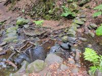 El Cedro/Garajonay-Nationalpark/La Gomera/Kanaren