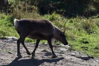 Rentier im Omega Wildpark