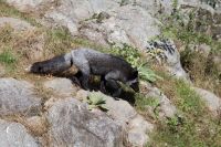 Fuchs im Omega Wildpark