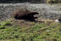 Zimtbär im Omega Wildpark