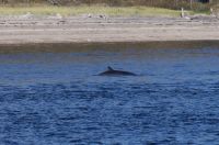 Walbeobachtung in Tadoussac