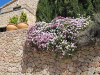 Pflanzenpracht in Valdemossa