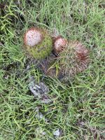 Hier wachsen viele Kakteen