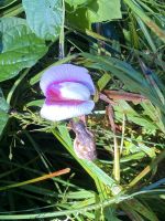 Eine Orchidee