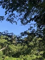 Üppiges Pflanzenwachstum im Nationalpark