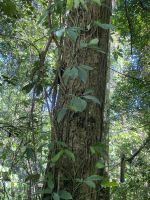 Katzenkralle heißt die Schlingpflanze am Baum