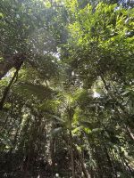 Cairns: Tagesausflug Mossman Gorge