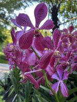 Singapur: National Orchid Garten