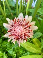 Singapur: National Orchid Garten