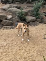 Sydney: Featherdale Wildlife Park Dingo