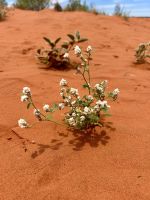 Outback: Blümchen