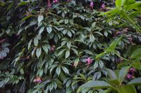 030 - Singapur, Gardens by the Bay