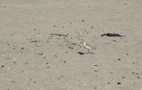 130 - Hot Water Beach
