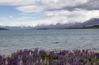 236 - Lake Tekapo