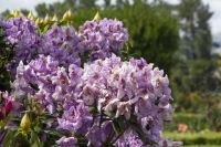 399 - Mrs Jones Rosengarten