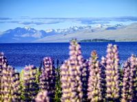 Lupine, Lake Tekapo und dahinter die schneebedeckten Gipfel der Südalpen