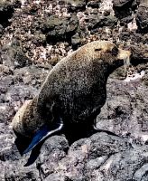 Seelöwe in Dunedin