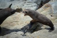 Seelöwenjunges streitet mit Mama, Dunedin