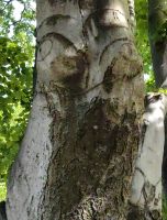 In diesem Baumrinde erkennt man eindeutig eine Eule, Dunedin