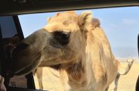 mal wieder ein hungriges Kamel am Auto