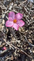 Wüstenrose