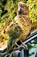 Keas lieben Spielzeug und alles aus Gummi