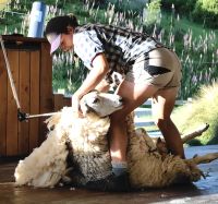 Knochenjob, hier von einer Frau fachmännisch gehändelt