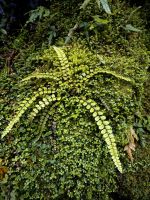 Sieht aus wie ein Seestern, ist aber ein Farn, Regenwald beim Fox Glacier