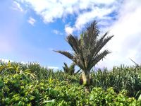 Nikaupalme an den Pancake Rocks in Punakaiki