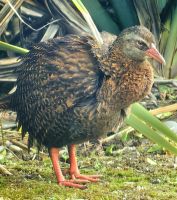 Eine Wekaralle beobachtet uns an den Pancake Rocks