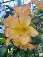 Cloud Forest, Singapur 