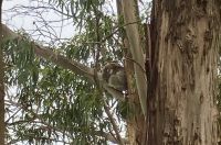 Koala, Great Ocean Road