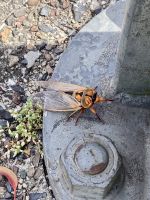 Zikade, Blue Mountains 