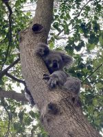 Schlafender Koala, Featherdale Wildlife Park