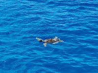 Great Barrier Reef 
