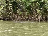 Scarface Krokodil, Bootsfahrt auf dem Daintree River  