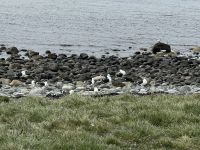 Isla Magdalena 