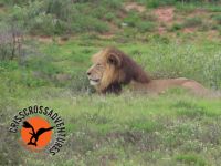 Löwe  - Foto von Donald