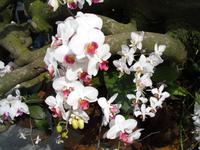 Orchideenhaus auf der Insel Mainau