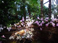 Orchideenhaus auf der Insel Mainau