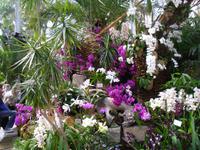 Orchideenhaus auf der Insel Mainau