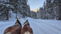 Schlittenfahrt in Filzmoos
