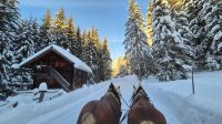 Schlittenfahrt in Filzmoos