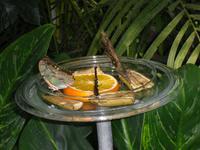 Schmetterlingshaus auf der Insel Mainau