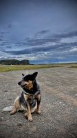 Laguna Blanca- Magallanes and Antartica Chilena Region- Chile