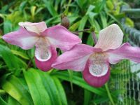 Orchideengarten 