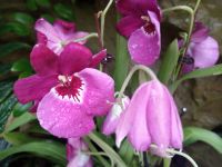 Orchideengarten 