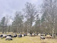 Tag 4 - Heidschnucken 